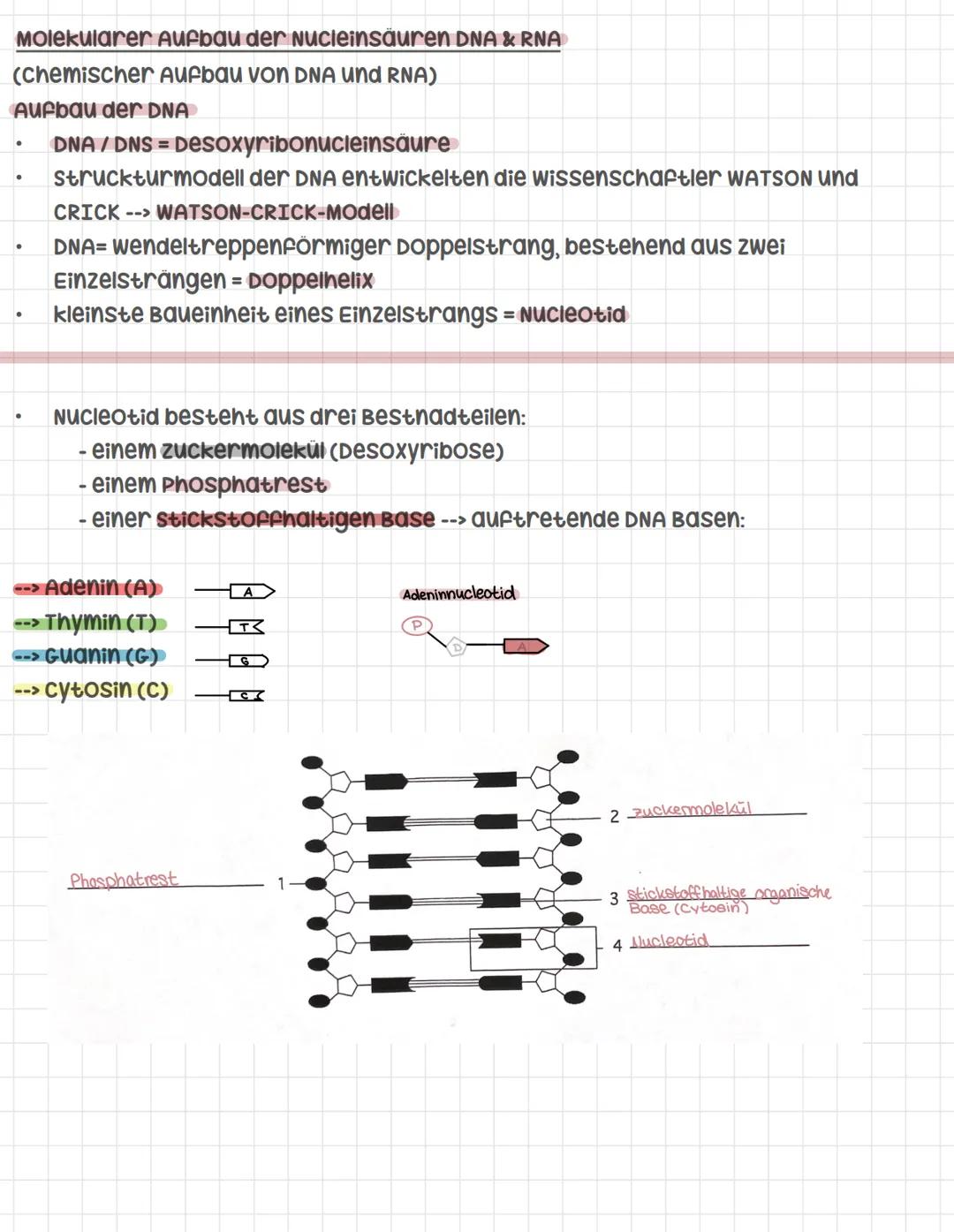 Molekularer Aufbau von DNA & RNA
