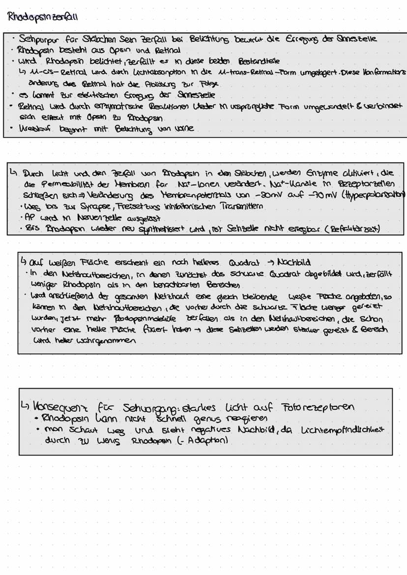 DAS AUGE
Der Aufbau eines menschlichen Auges
Regenbogenhaut (Iris)
Die Pupille ist von der farbigen.
Regenbogenhaut, der Iris, umgeben.
Sie 