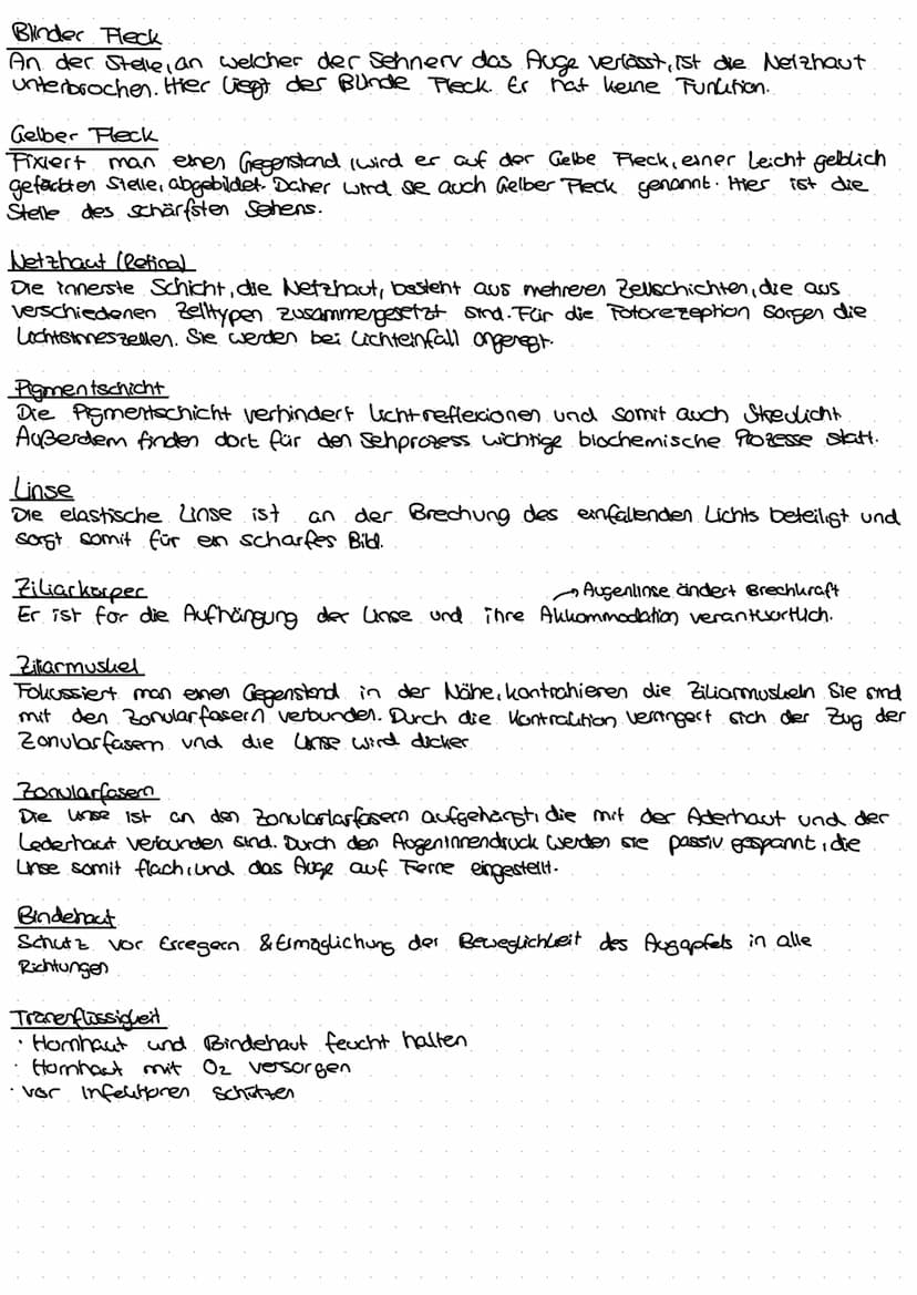DAS AUGE
Der Aufbau eines menschlichen Auges
Regenbogenhaut (Iris)
Die Pupille ist von der farbigen.
Regenbogenhaut, der Iris, umgeben.
Sie 