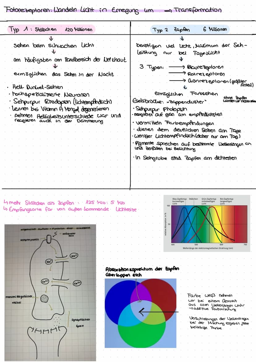 DAS AUGE
Der Aufbau eines menschlichen Auges
Regenbogenhaut (Iris)
Die Pupille ist von der farbigen.
Regenbogenhaut, der Iris, umgeben.
Sie 