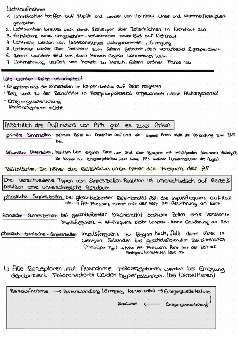 DAS AUGE
Der Aufbau eines menschlichen Auges
Regenbogenhaut (Iris)
Die Pupille ist von der farbigen.
Regenbogenhaut, der Iris, umgeben.
Sie 