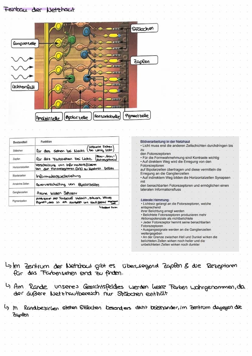 DAS AUGE
Der Aufbau eines menschlichen Auges
Regenbogenhaut (Iris)
Die Pupille ist von der farbigen.
Regenbogenhaut, der Iris, umgeben.
Sie 