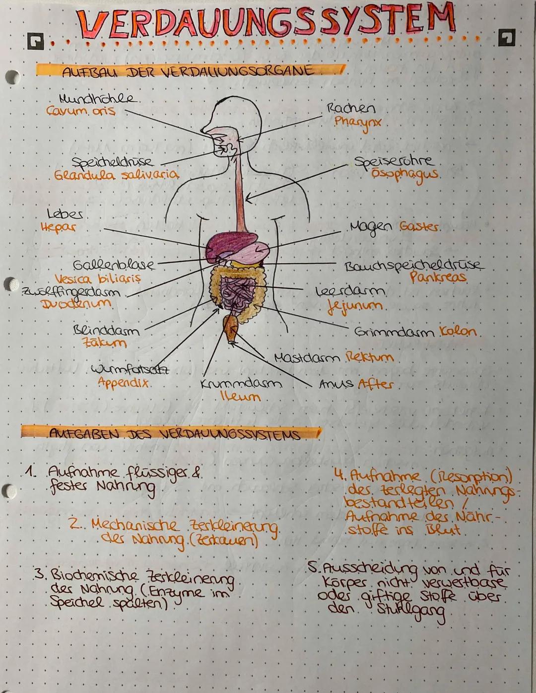 WEG DER NAHRUNG
Mundhöhle →→→ Speiseröhre Magen /pförtner 7
↳ Zwölffingerdarm Leerdasm→→→→ Krummdarm
-> Blinddasm aufsteigender Dickdasm
> -