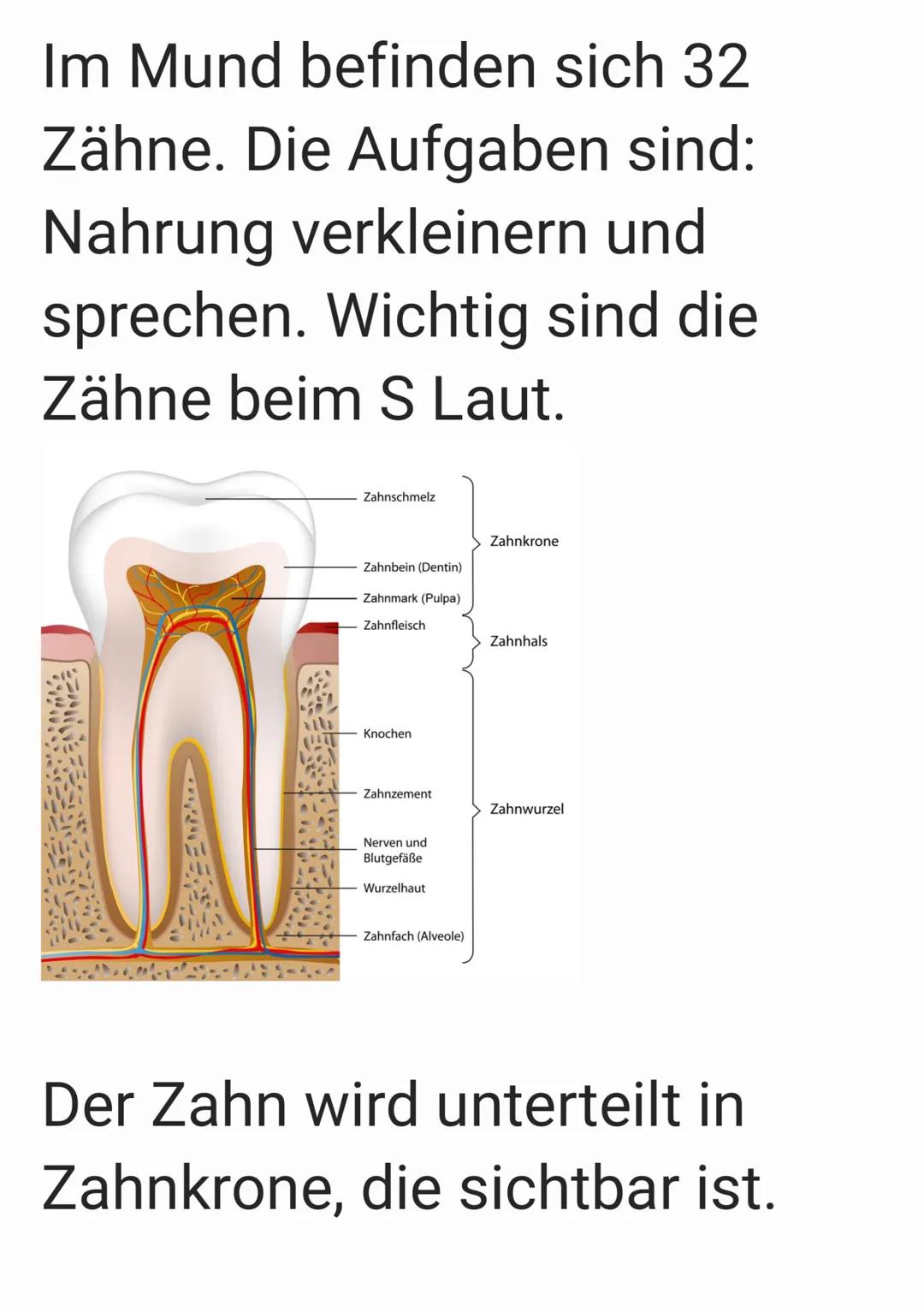 Im Mund befinden sich 32
Zähne. Die Aufgaben sind:
Nahrung verkleinern und
sprechen. Wichtig sind die
Zähne beim S Laut.
W
Zahnschmelz
Zahnb