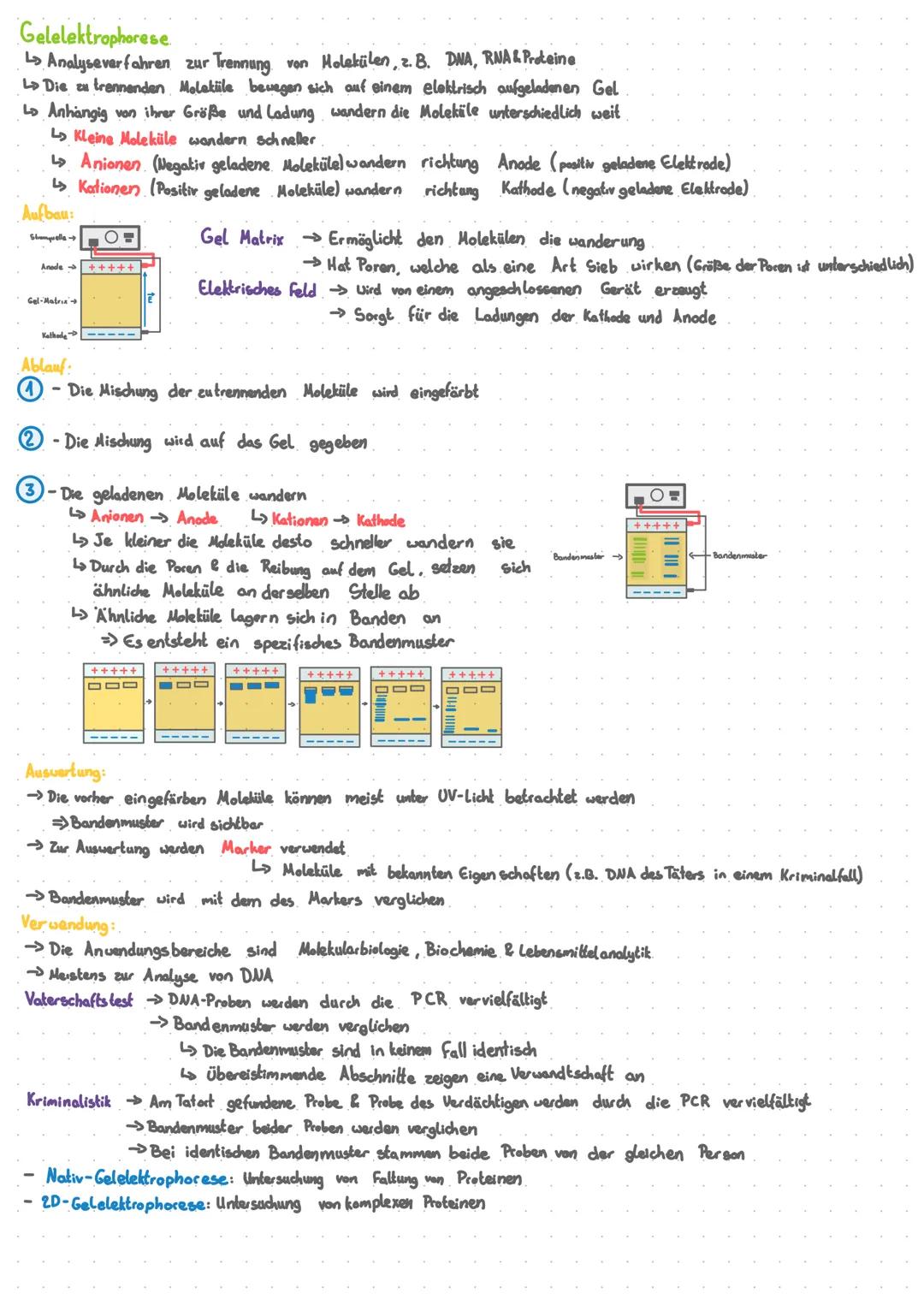 # Gelelektrophorese

L↳ Analyseverfahren zur Trennung von Molekülen, z. B. DNA, RNA & Proteine

Lo Die zu trennenden Molatiile bevegen sich 
