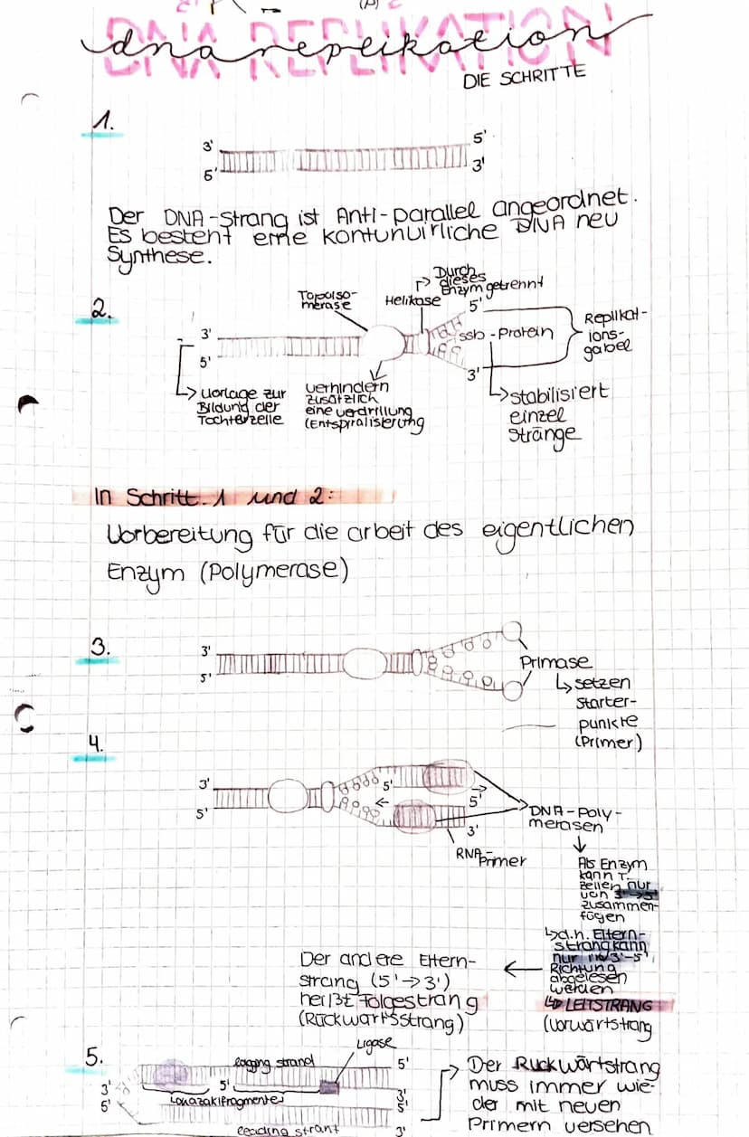 C
dná
1.
3.
4.
3'
6
5.
3'
5'
Der DNA-Strang ist Anti-parallel angeordnet.
Es bestent emne kontunuirliche DNA new
Synthese.
L> Worlage zur
Bi
