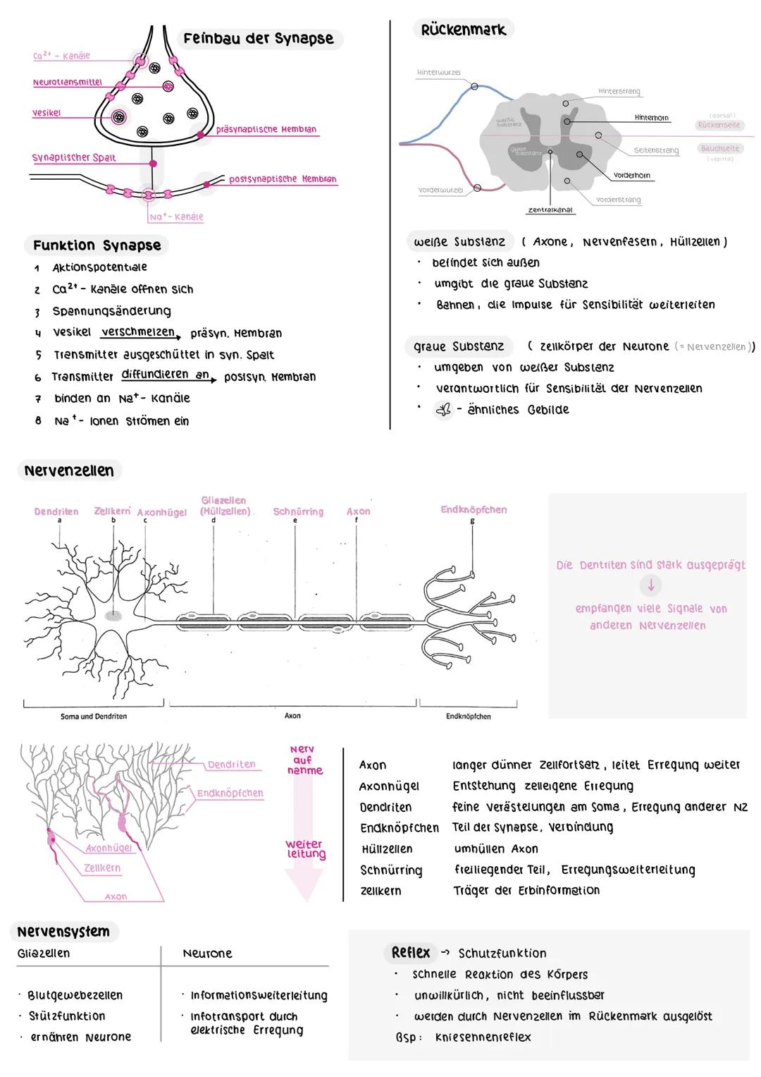 Co - Kandie
Neurotransmittel
vesikel
Synaptischer Spait

Rückenmark

Feinbau der Synapse

Hinterwurze
präsynaptiscne Hembran
postsynaptische