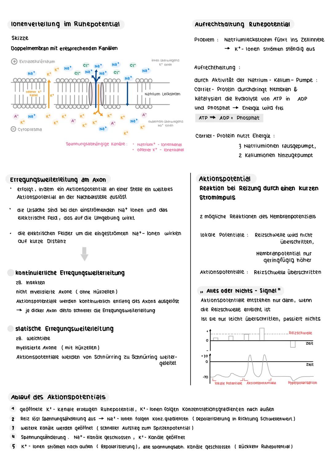 Co - Kandie
Neurotransmittel
vesikel
Synaptischer Spait

Rückenmark

Feinbau der Synapse

Hinterwurze
präsynaptiscne Hembran
postsynaptische