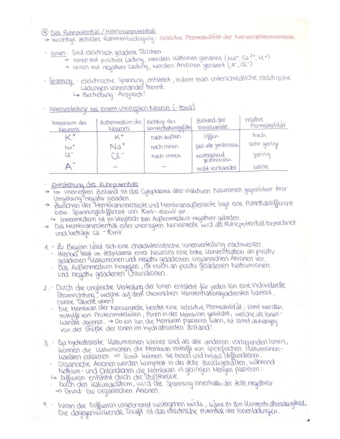 Ruhepotential und Aktionspotential bei Nervenzellen einfach erklärt
