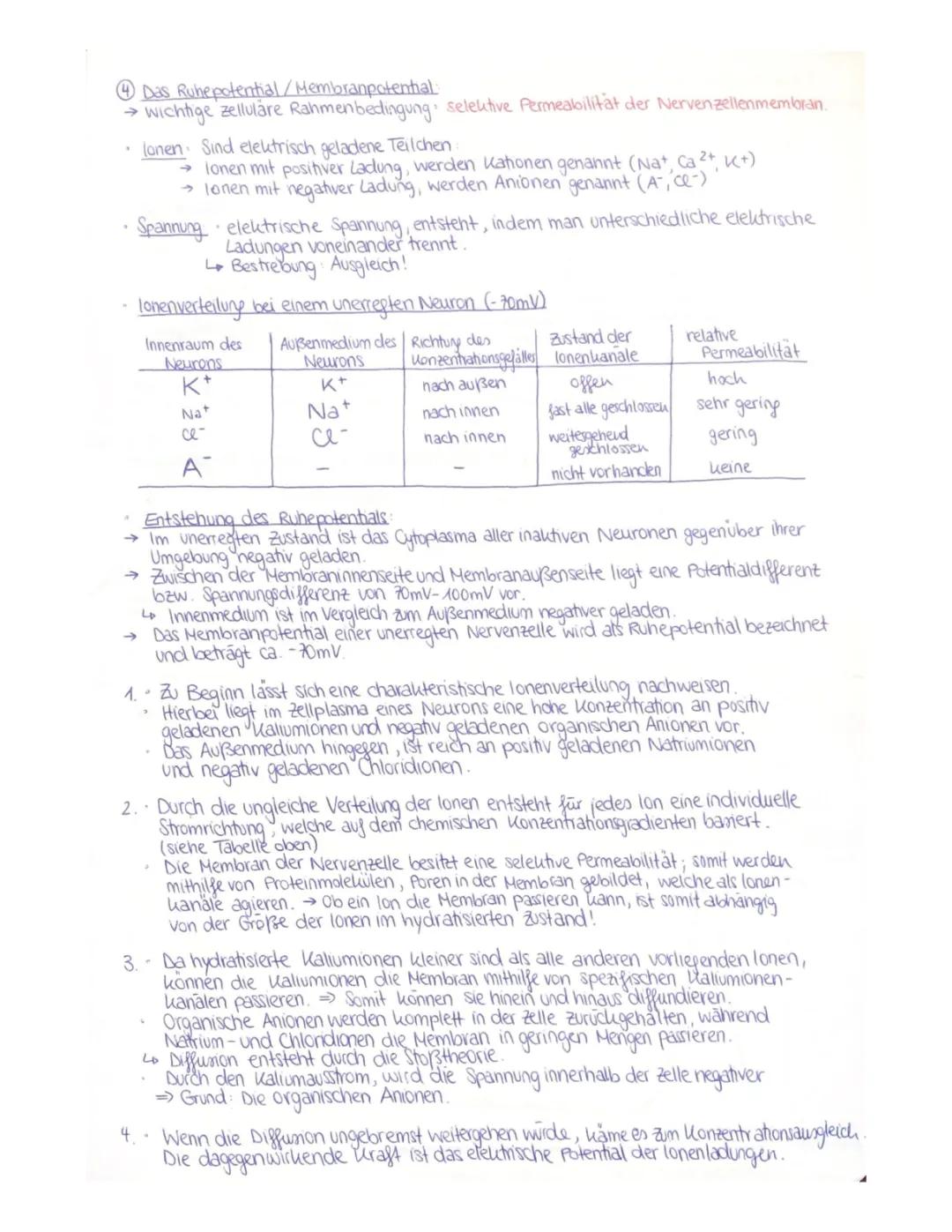 Ruhepotential und Aktionspotential bei Nervenzellen einfach erklärt