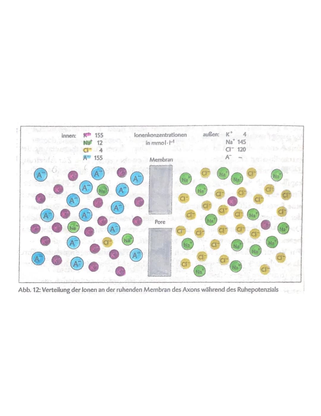 4 Das Ruhepotential/Membranpotential:
wichtige zelluläre Rahmenbedingung, selektive Permeabilität der Nervenzellenmembran.
·lonen. Sind elek