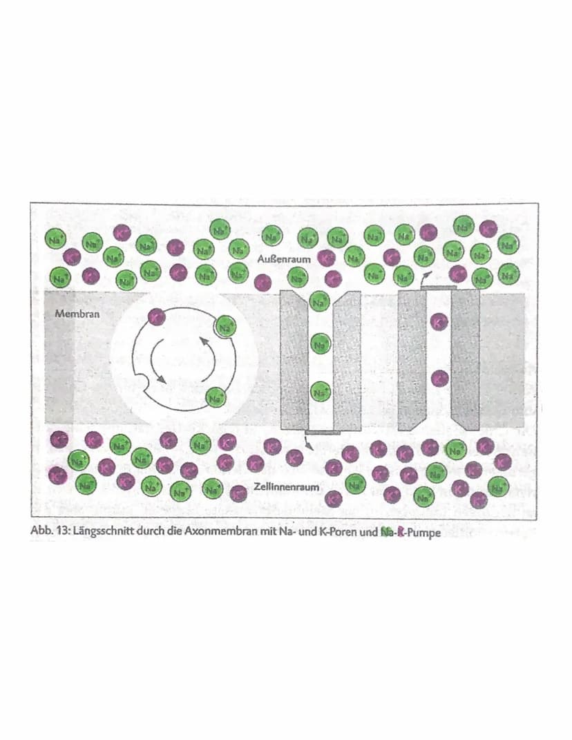 4 Das Ruhepotential/Membranpotential:
wichtige zelluläre Rahmenbedingung, selektive Permeabilität der Nervenzellenmembran.
·lonen. Sind elek