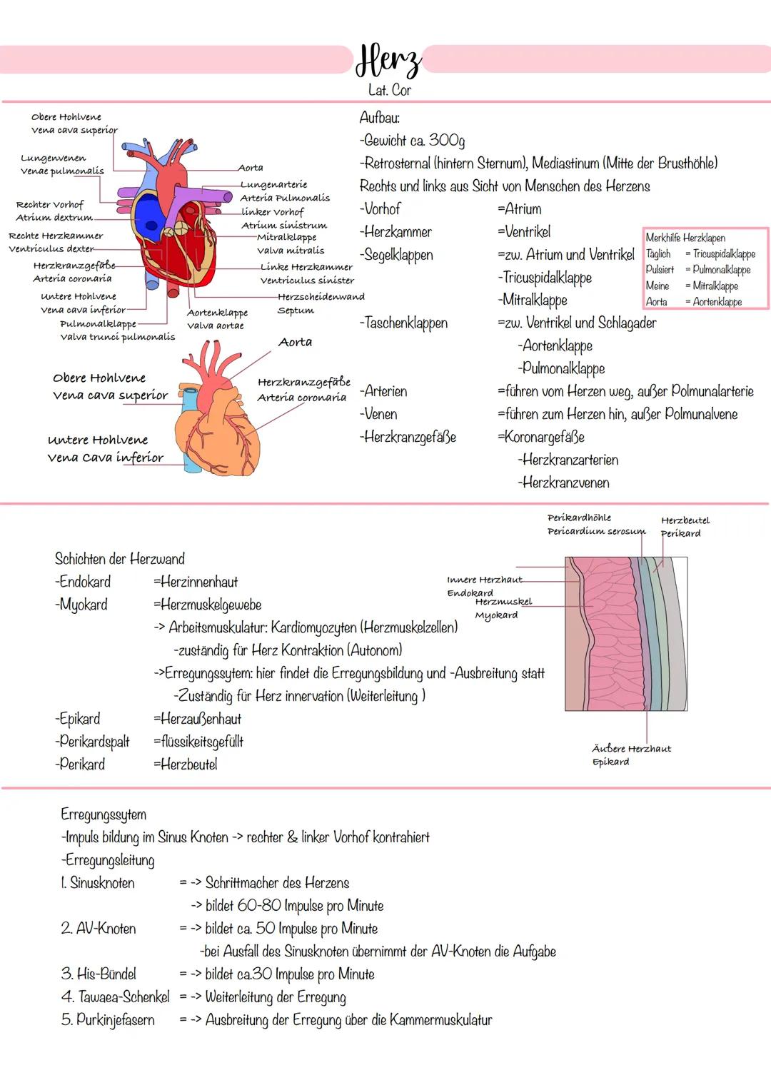 obere Hohlvene
vena cava superior
Lungenvenen
venae pulmonalis
Rechter Vorhof
Atrium dextrum
Rechte Herzkammer
ventriculus dexter
Herzkranzg