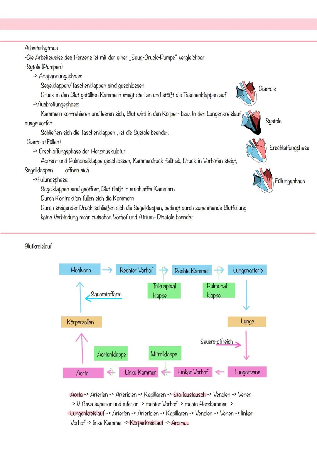 obere Hohlvene
vena cava superior
Lungenvenen
venae pulmonalis
Rechter Vorhof
Atrium dextrum
Rechte Herzkammer
ventriculus dexter
Herzkranzg