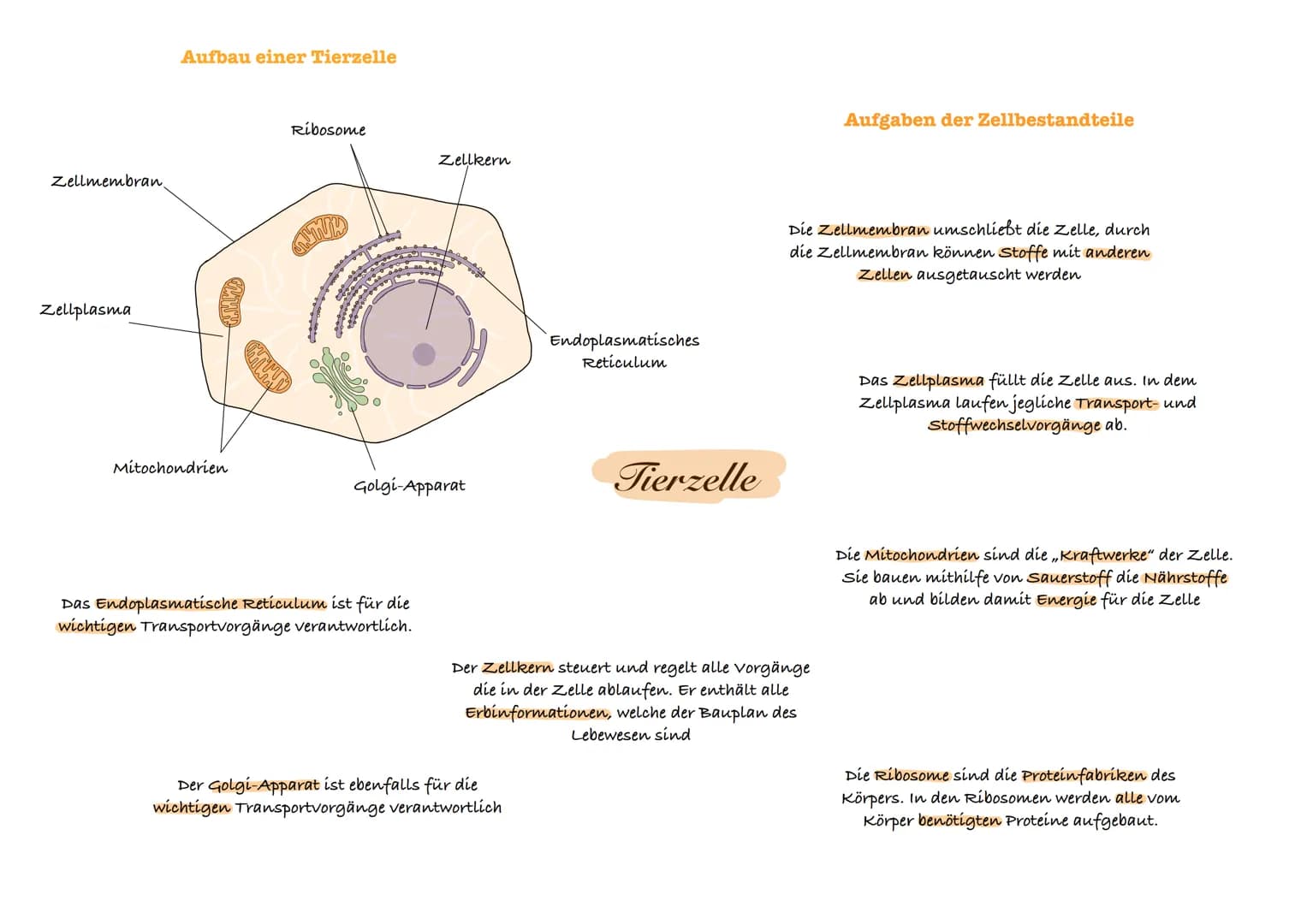 O Phosphat
O
Zucker (Desoxyribose)
Adenin (
Thymin
Cytosin
Guanin
с
T
organische Base
Adenin Thymin
Cytosin Guanin
Bestandteile eines
Nucleo