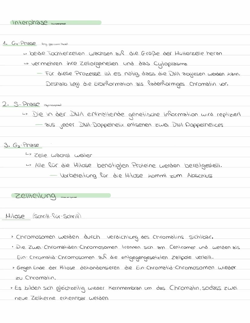 Zellzuklus
Die Replikation der DNA isl der Grund dafür, dass aus jeder Zellteilung zwei
erbgleiche Tochterzellen hervorgehen. Bevor sich ein