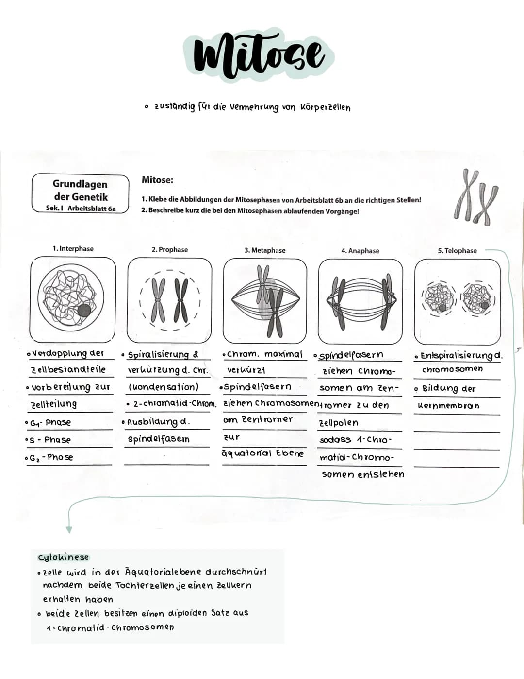 S-Phase
G2-Phase
Interphase
G1- Phase
S-Phase
O G2-Phase
S-Phase
0
O
G
Interphase
Zellzyklus
O
Mitose
DNA-Replikation (Verd opplung der
DNA 