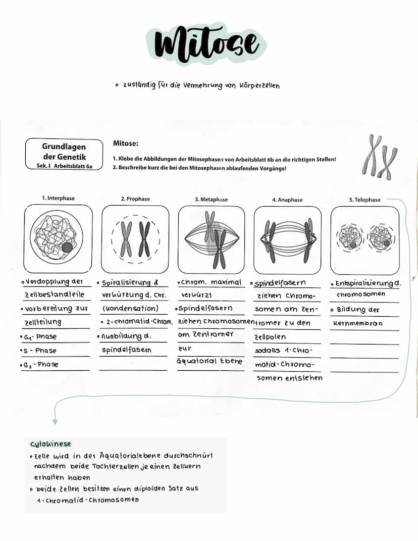 S-Phase
G2-Phase
Interphase
G1- Phase
S-Phase
O G2-Phase
S-Phase
0
O
G
Interphase
Zellzyklus
O
Mitose
DNA-Replikation (Verd opplung der
DNA 