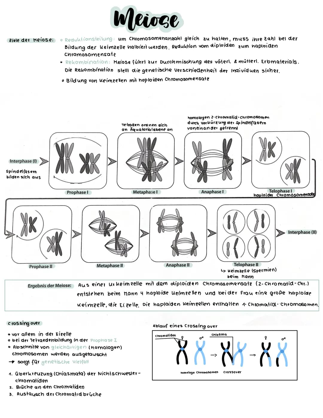 S-Phase
G2-Phase
Interphase
G1- Phase
S-Phase
O G2-Phase
S-Phase
0
O
G
Interphase
Zellzyklus
O
Mitose
DNA-Replikation (Verd opplung der
DNA 
