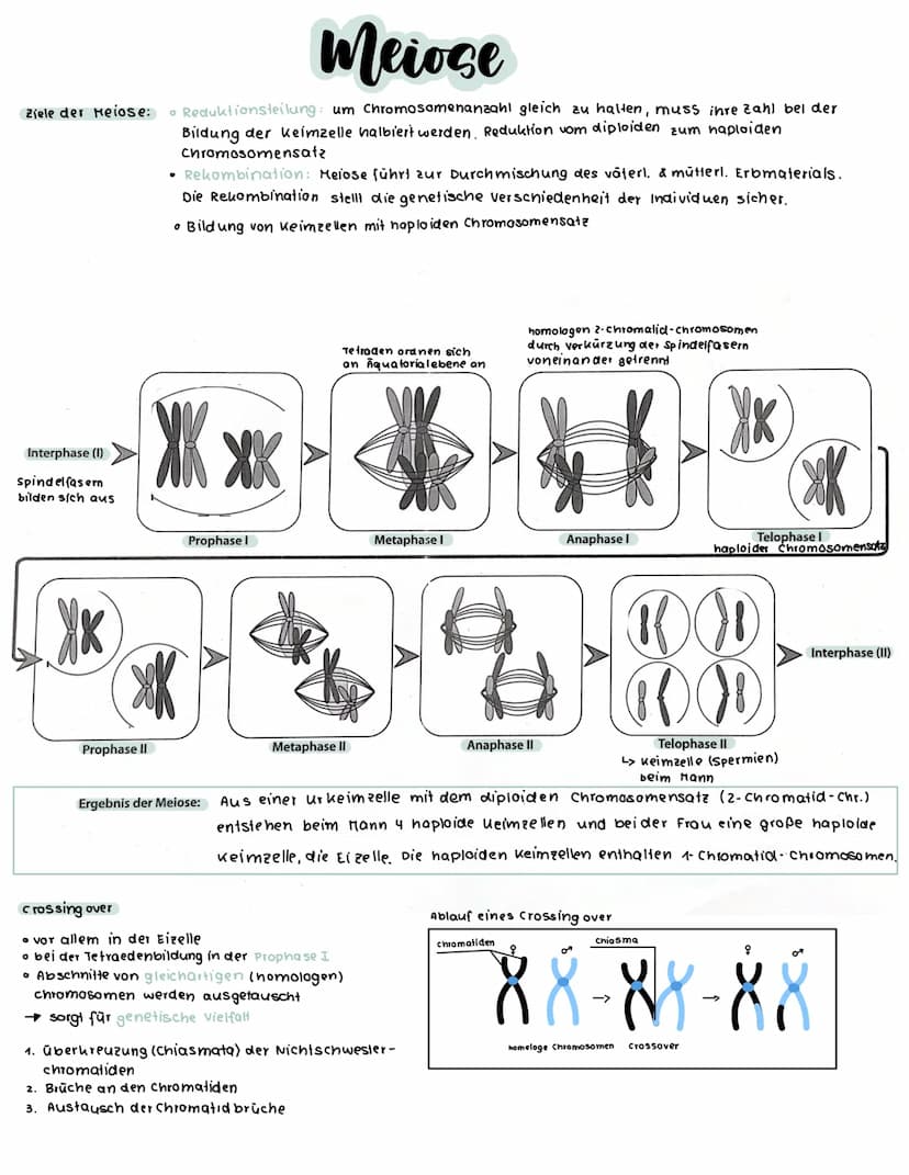 S-Phase
G2-Phase
Interphase
G1- Phase
S-Phase
O G2-Phase
S-Phase
0
O
G
Interphase
Zellzyklus
O
Mitose
DNA-Replikation (Verd opplung der
DNA 