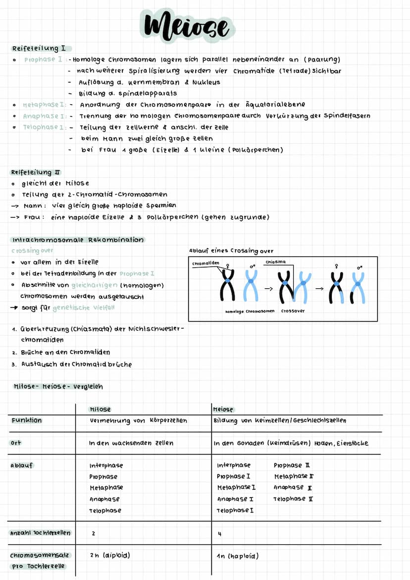 S-Phase
G2-Phase
Interphase
G1- Phase
S-Phase
O G2-Phase
S-Phase
0
O
G
Interphase
Zellzyklus
O
Mitose
DNA-Replikation (Verd opplung der
DNA 