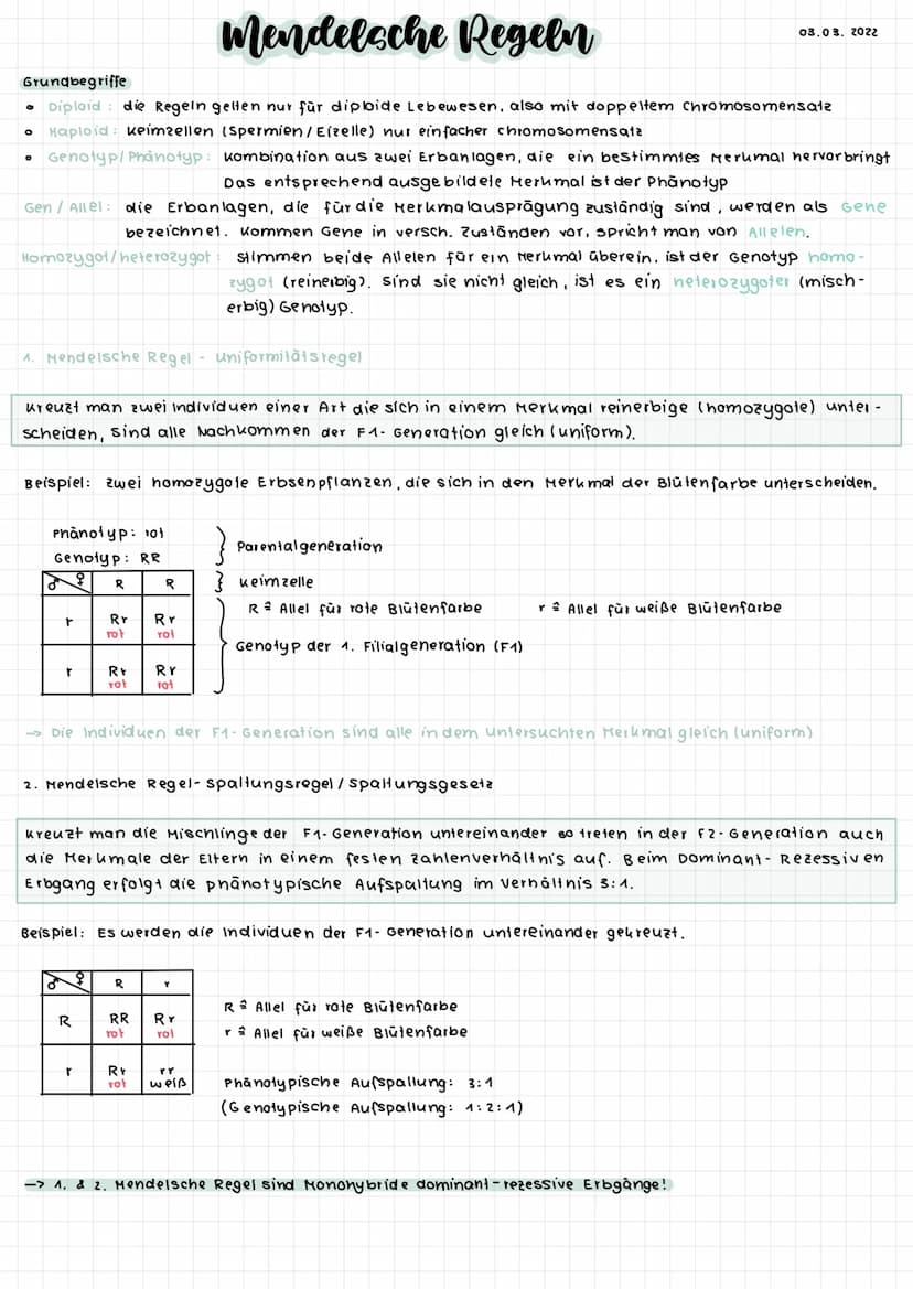 S-Phase
G2-Phase
Interphase
G1- Phase
S-Phase
O G2-Phase
S-Phase
0
O
G
Interphase
Zellzyklus
O
Mitose
DNA-Replikation (Verd opplung der
DNA 