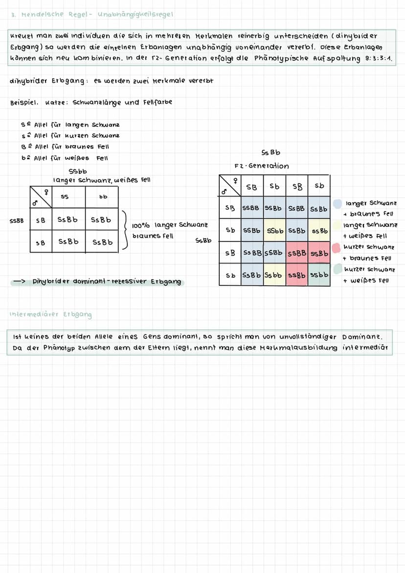 S-Phase
G2-Phase
Interphase
G1- Phase
S-Phase
O G2-Phase
S-Phase
0
O
G
Interphase
Zellzyklus
O
Mitose
DNA-Replikation (Verd opplung der
DNA 