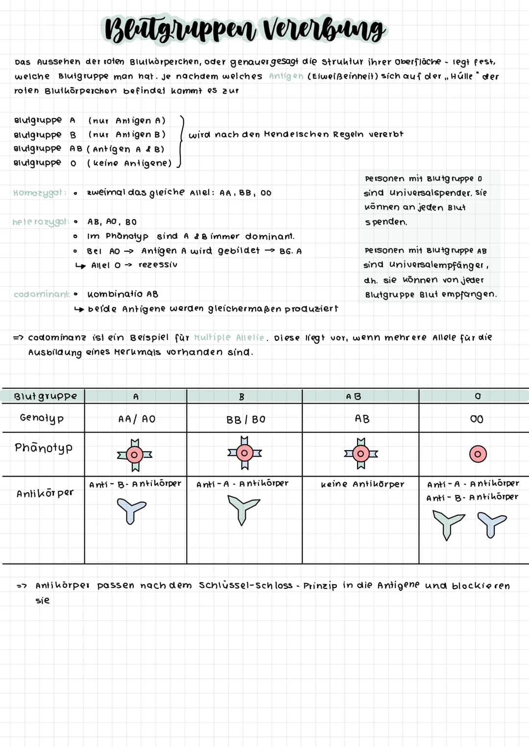 S-Phase
G2-Phase
Interphase
G1- Phase
S-Phase
O G2-Phase
S-Phase
0
O
G
Interphase
Zellzyklus
O
Mitose
DNA-Replikation (Verd opplung der
DNA 