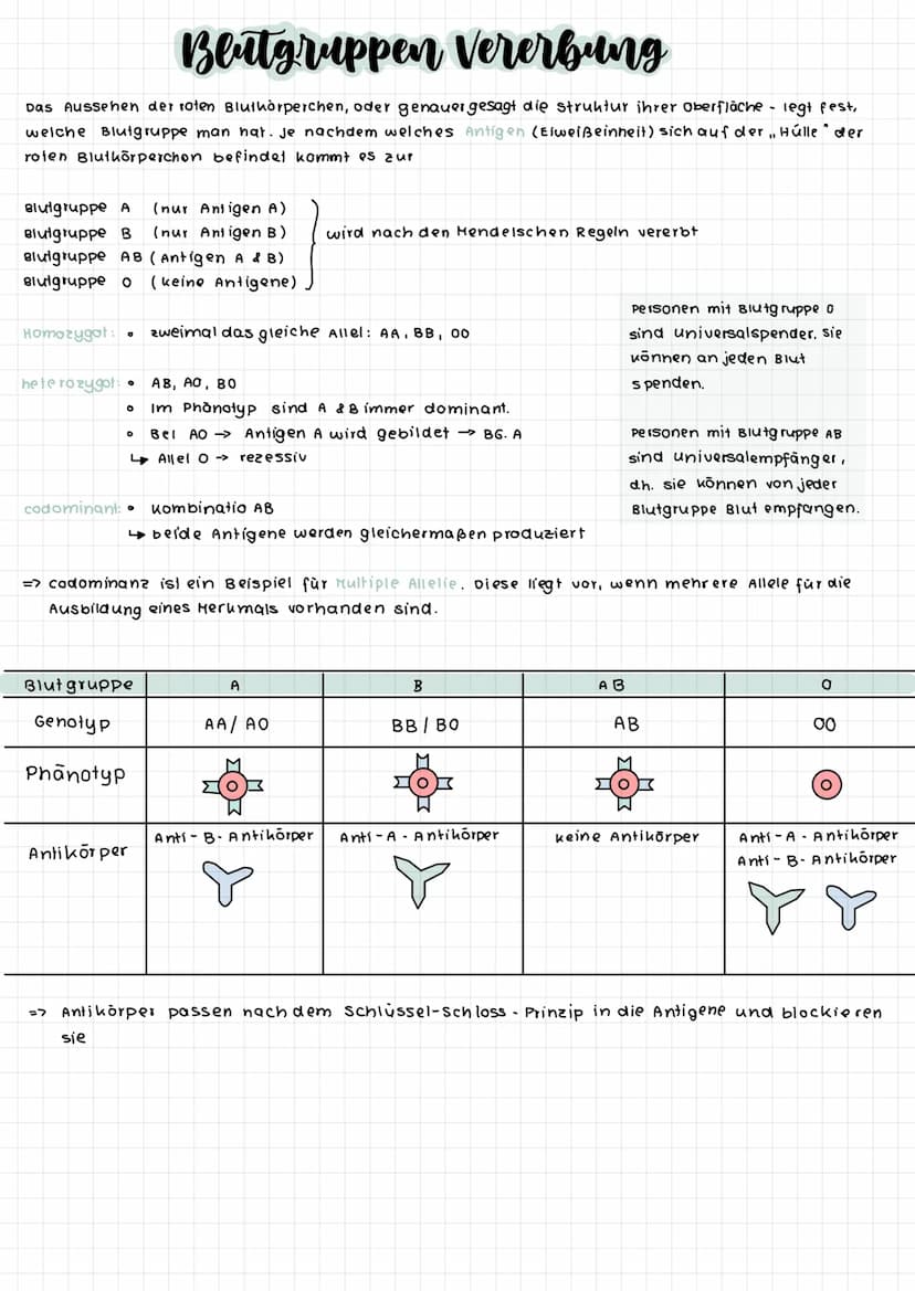 S-Phase
G2-Phase
Interphase
G1- Phase
S-Phase
O G2-Phase
S-Phase
0
O
G
Interphase
Zellzyklus
O
Mitose
DNA-Replikation (Verd opplung der
DNA 