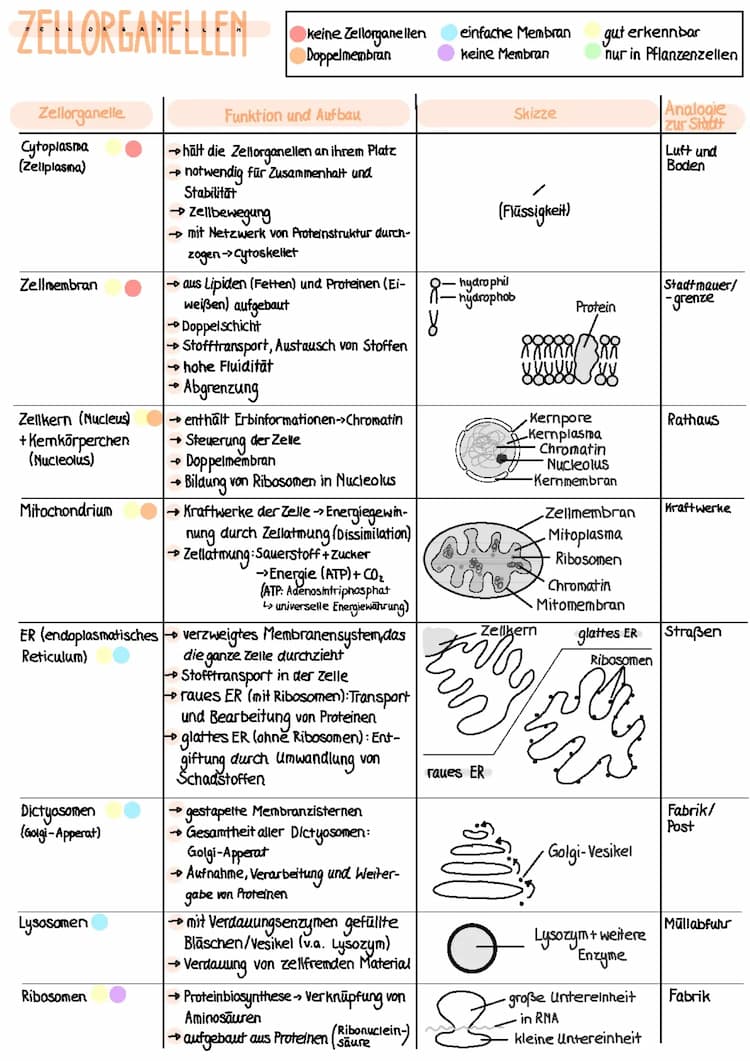 Know Zellorganellen thumbnail