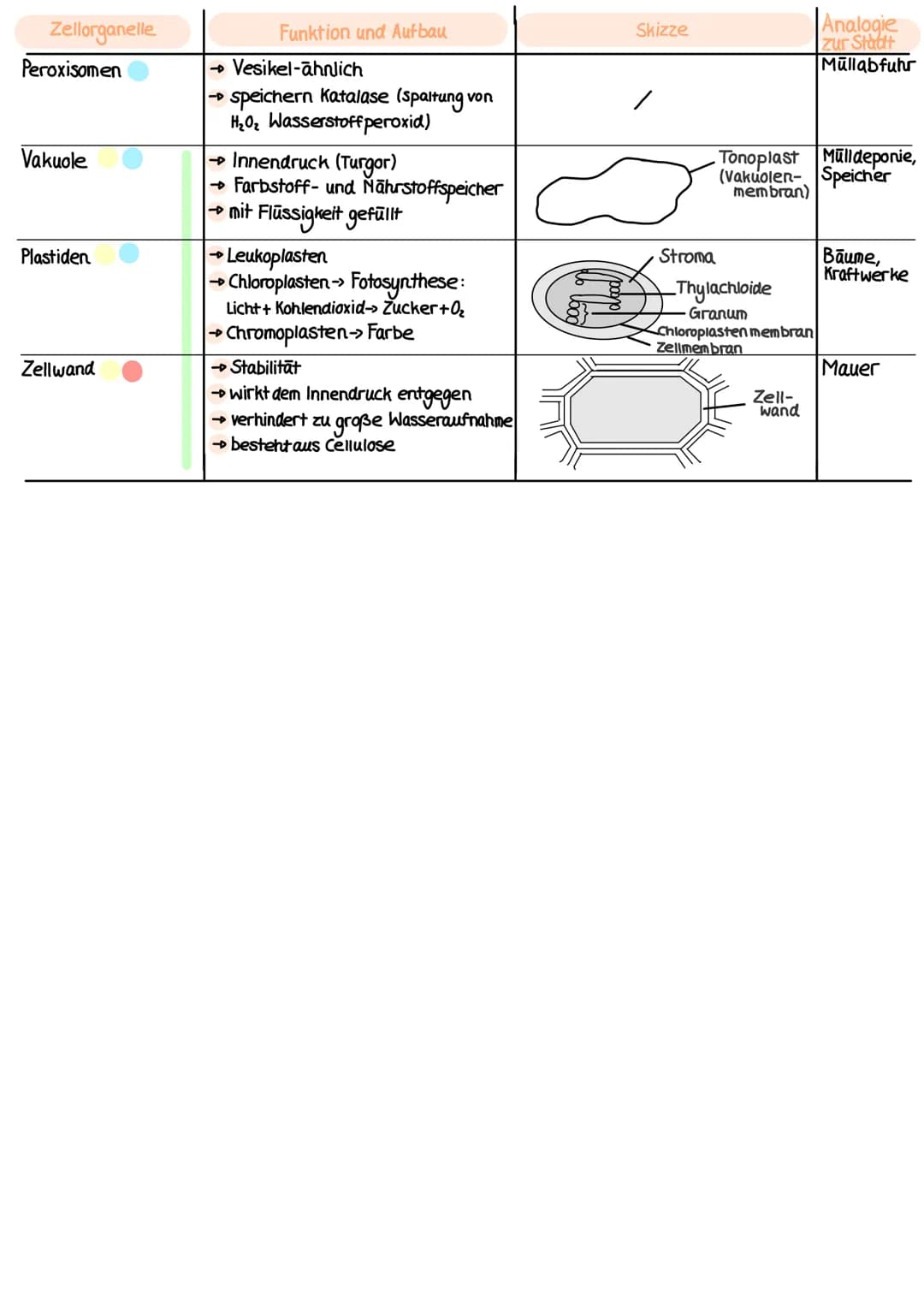 ZELLORGANELLEN
Zellorganelle
Cytoplasma
(Zellplasma)
Zellmembran
Zellkern (Nucleus)
+ Kernkörperchen
(Nucleolus)
Mitochondrium
ER (endoplasm