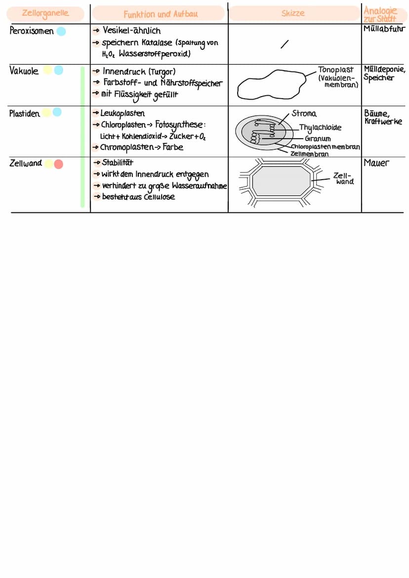 ZELLORGANELLEN
Zellorganelle
Cytoplasma
(Zellplasma)
Zellmembran
Zellkern (Nucleus)
+ Kernkörperchen
(Nucleolus)
Mitochondrium
ER (endoplasm