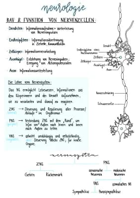 Know Ruhepotenzial, Aktionspotenzial, Erregungsweiterleitung,  Signaltransduktion, Hormone thumbnail