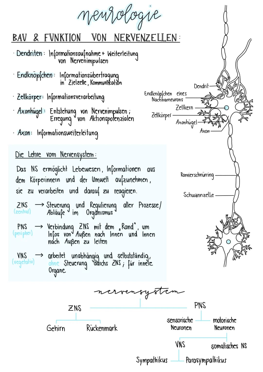neurologie
BAV & FUNKTION VON NERVENZELLEN:
Dendriten Informationsaufnahme + Weiterleitung
von Nervenimpulsen
Endknöpfchen
Informationsübert