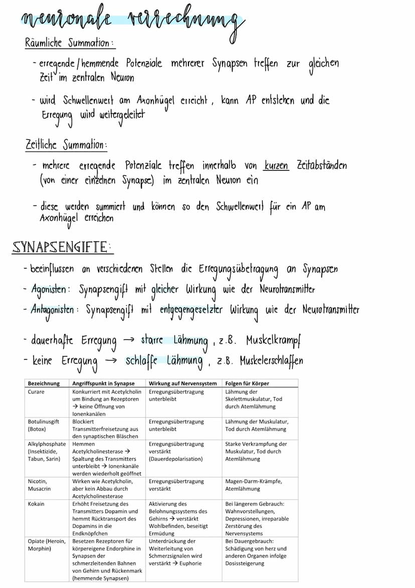 neurologie
BAV & FUNKTION VON NERVENZELLEN:
Dendriten Informationsaufnahme + Weiterleitung
von Nervenimpulsen
Endknöpfchen
Informationsübert