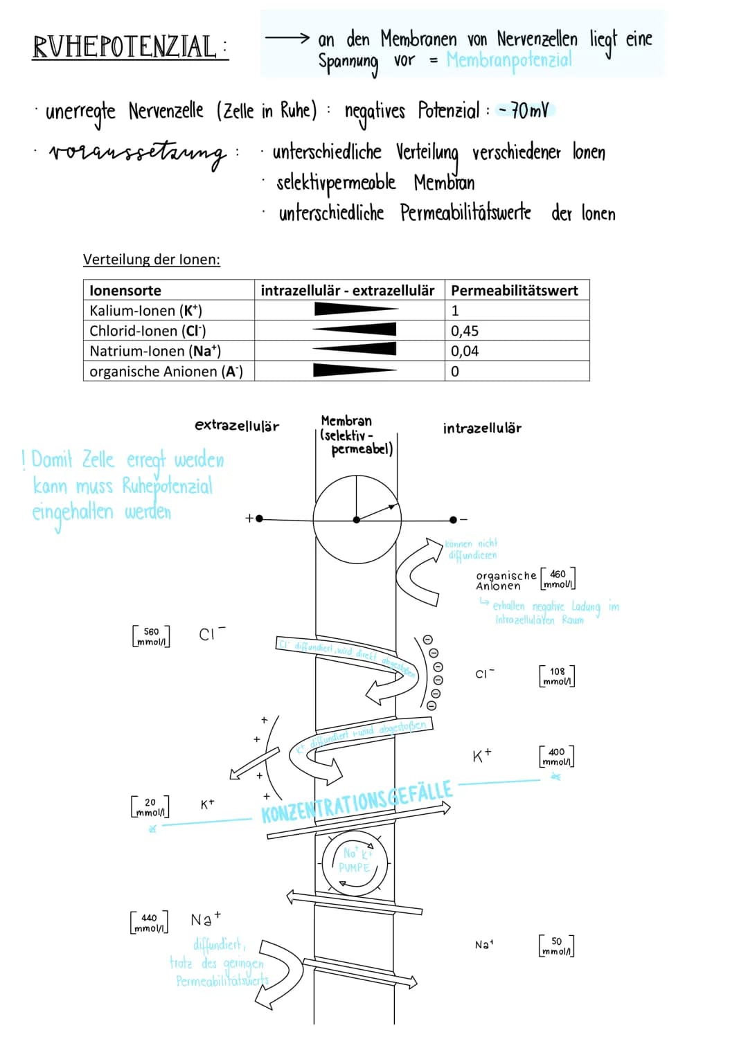 neurologie
BAV & FUNKTION VON NERVENZELLEN:
Dendriten Informationsaufnahme + Weiterleitung
von Nervenimpulsen
Endknöpfchen
Informationsübert
