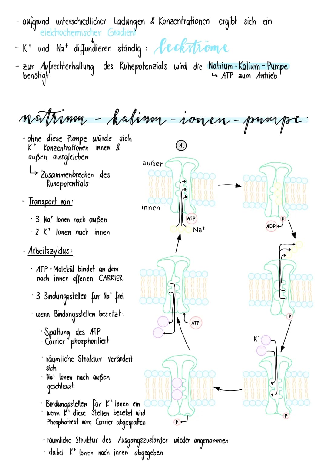 neurologie
BAV & FUNKTION VON NERVENZELLEN:
Dendriten Informationsaufnahme + Weiterleitung
von Nervenimpulsen
Endknöpfchen
Informationsübert