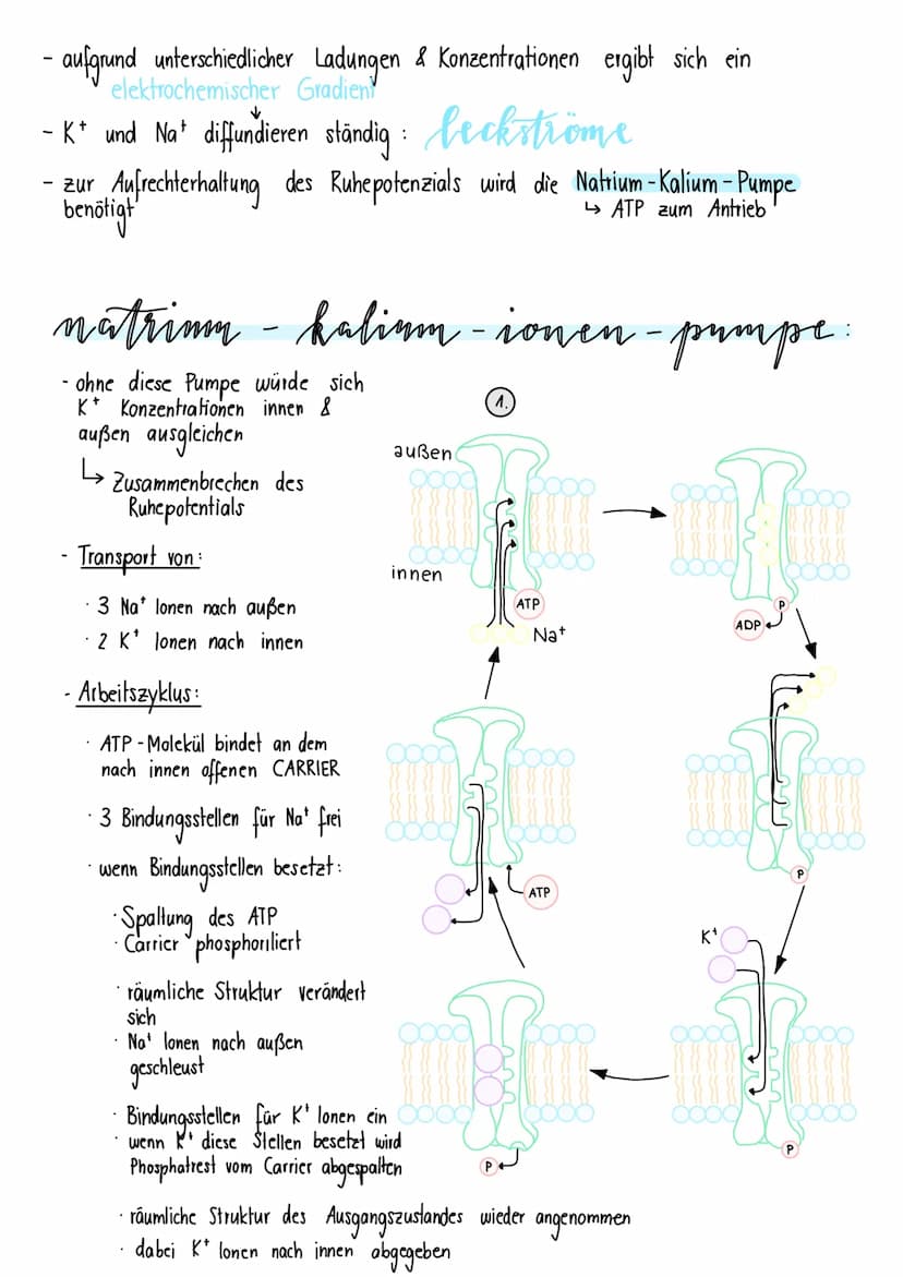neurologie
BAV & FUNKTION VON NERVENZELLEN:
Dendriten Informationsaufnahme + Weiterleitung
von Nervenimpulsen
Endknöpfchen
Informationsübert