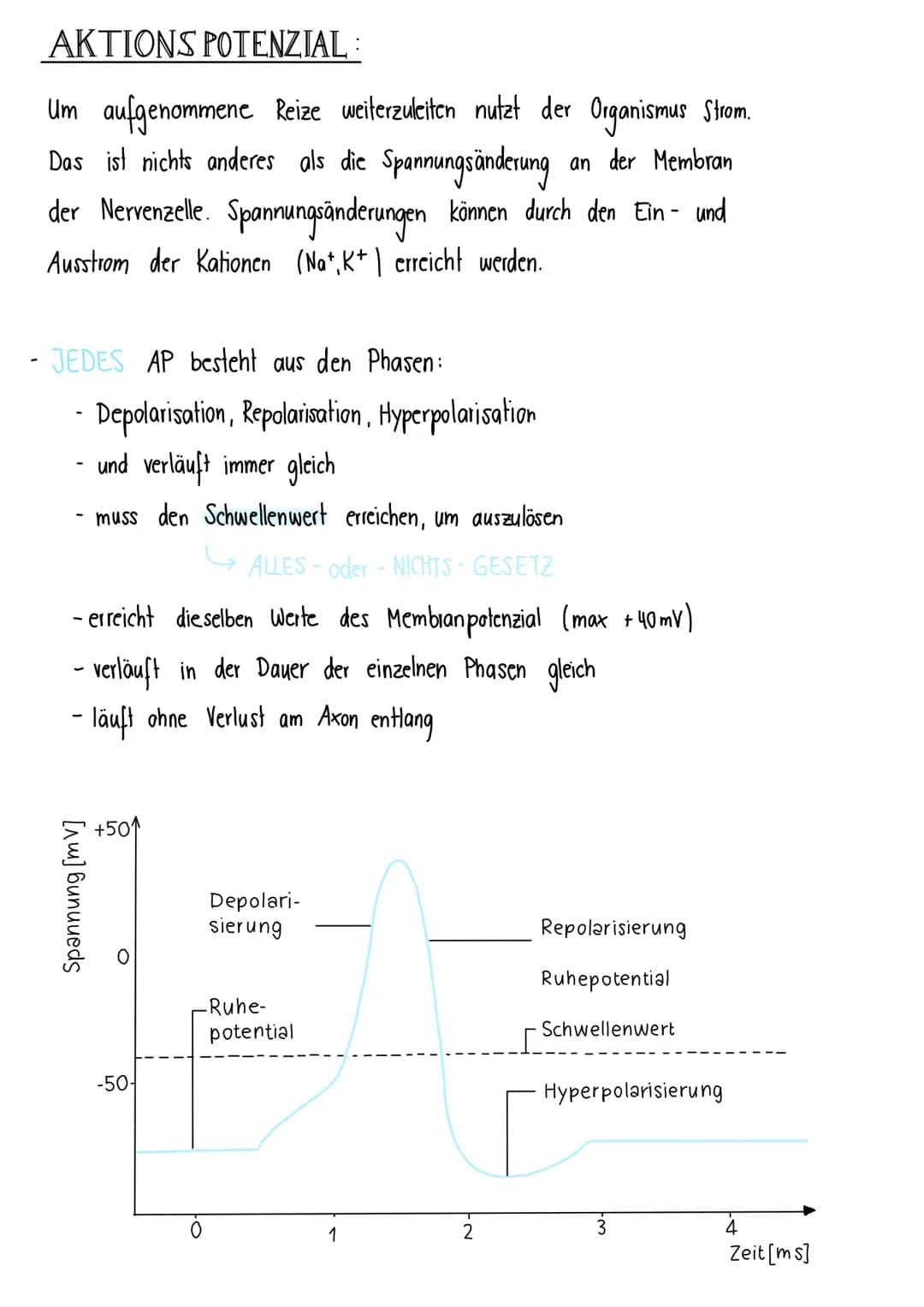 neurologie
BAV & FUNKTION VON NERVENZELLEN:
Dendriten Informationsaufnahme + Weiterleitung
von Nervenimpulsen
Endknöpfchen
Informationsübert