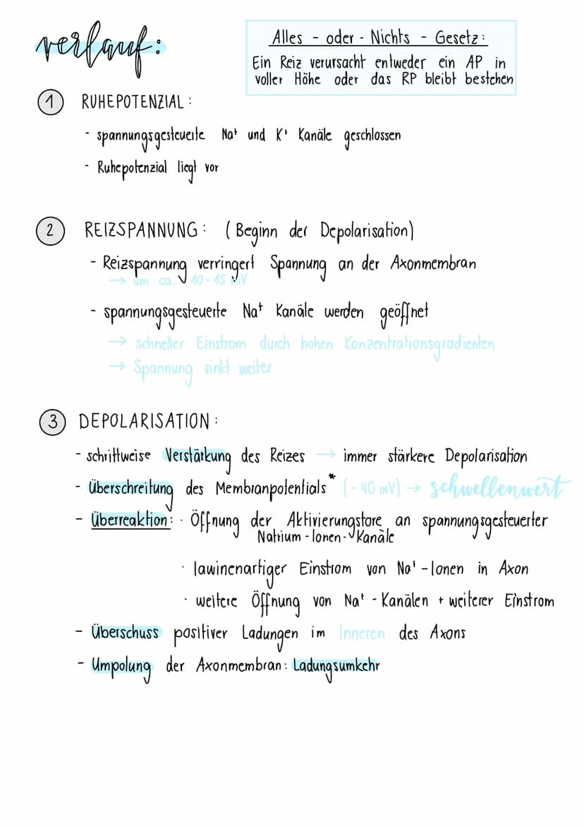 neurologie
BAV & FUNKTION VON NERVENZELLEN:
Dendriten Informationsaufnahme + Weiterleitung
von Nervenimpulsen
Endknöpfchen
Informationsübert