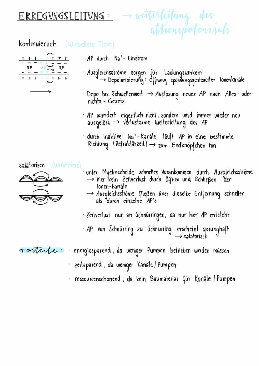 neurologie
BAV & FUNKTION VON NERVENZELLEN:
Dendriten Informationsaufnahme + Weiterleitung
von Nervenimpulsen
Endknöpfchen
Informationsübert