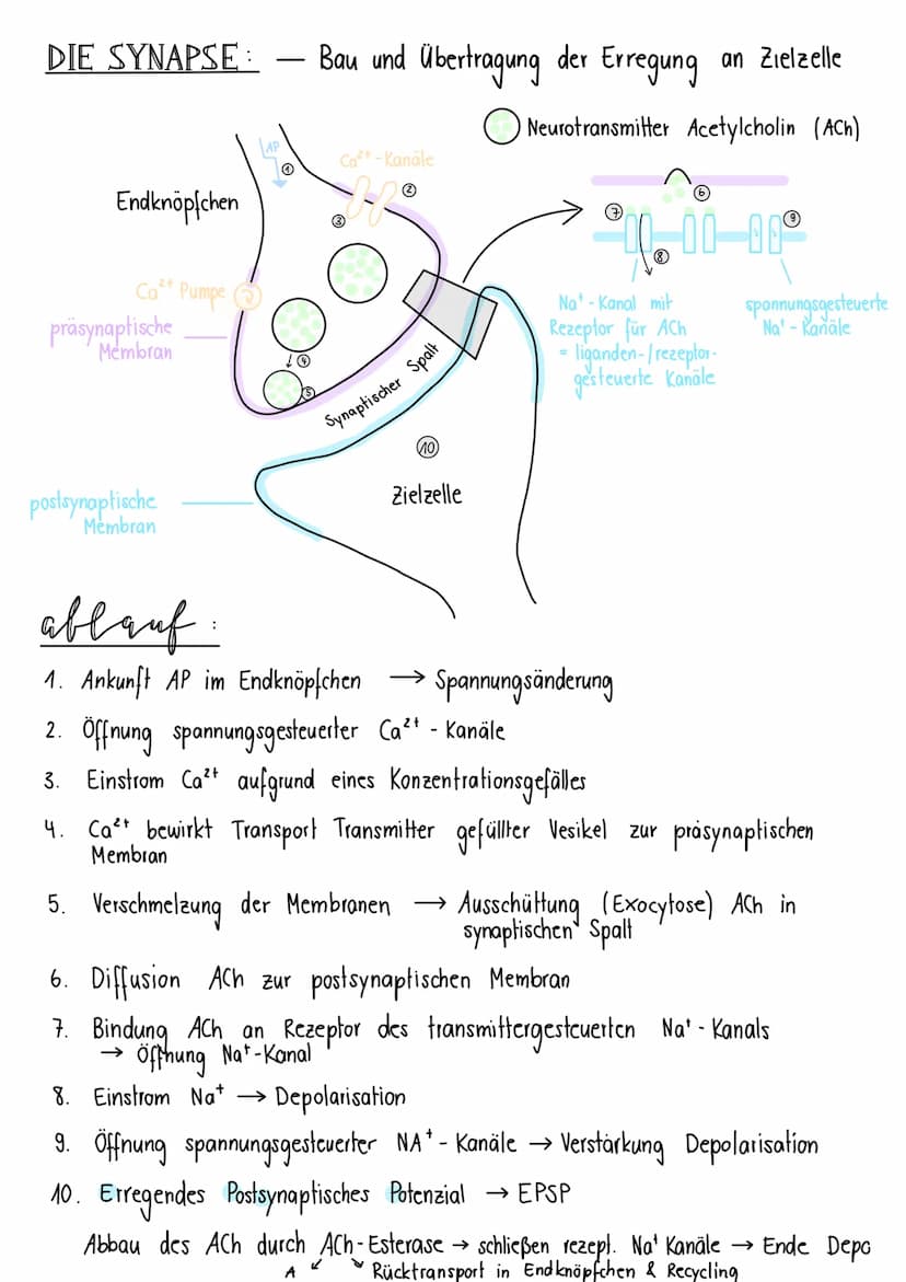 neurologie
BAV & FUNKTION VON NERVENZELLEN:
Dendriten Informationsaufnahme + Weiterleitung
von Nervenimpulsen
Endknöpfchen
Informationsübert