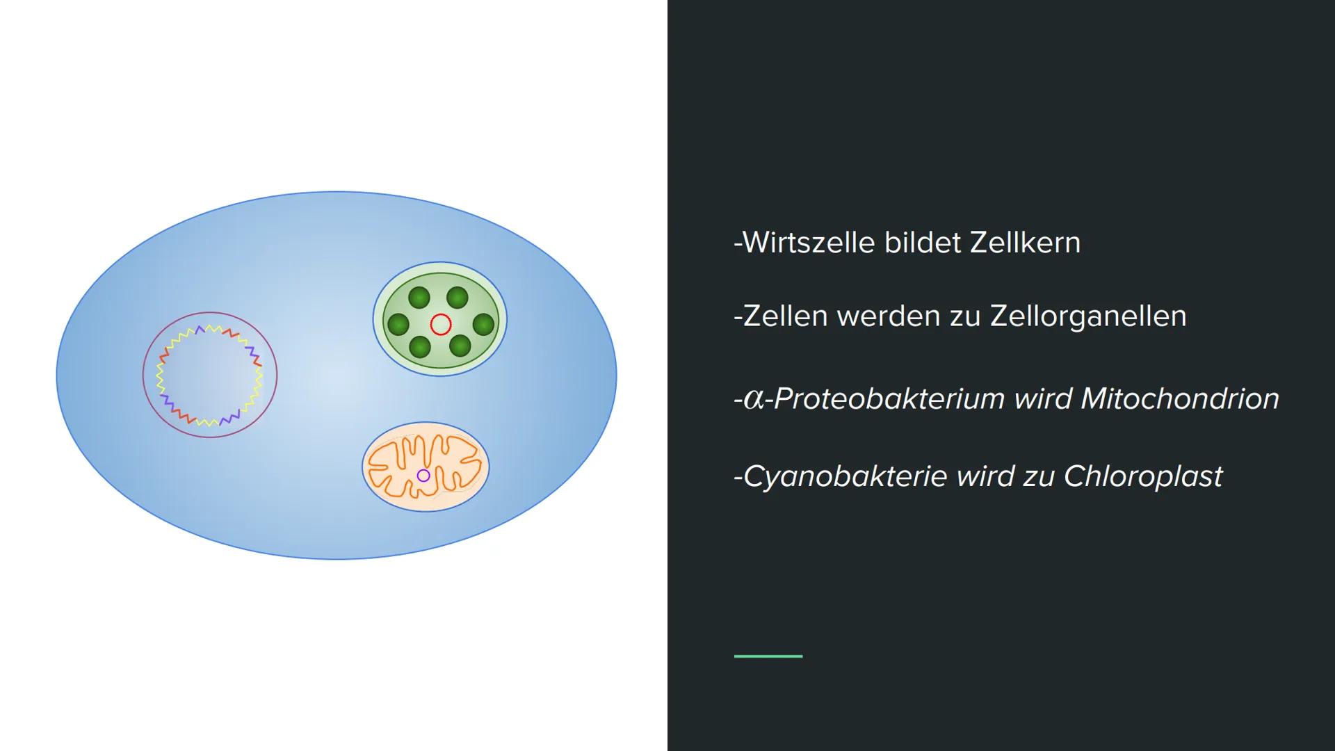Endosymbiontentheorie Wortklärung
-endo = innen
-Symbiose = Zusammenleben von
Lebewesen mit gegenseitigen Nutzen
Bsp. Clowfische und Anemone