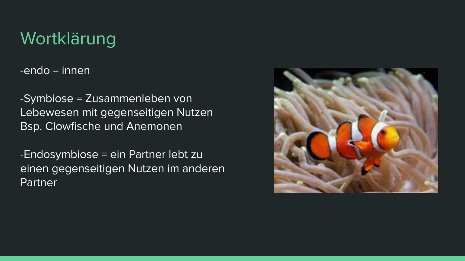 Endosymbiontentheorie Wortklärung
-endo = innen
-Symbiose = Zusammenleben von
Lebewesen mit gegenseitigen Nutzen
Bsp. Clowfische und Anemone