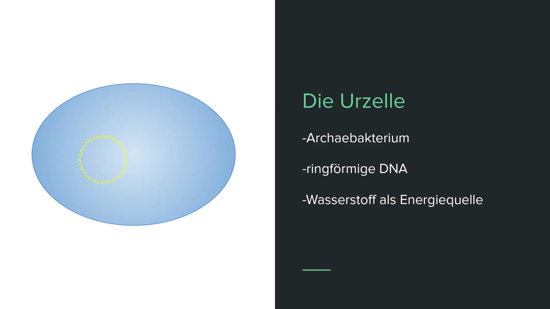 Endosymbiontentheorie Wortklärung
-endo = innen
-Symbiose = Zusammenleben von
Lebewesen mit gegenseitigen Nutzen
Bsp. Clowfische und Anemone