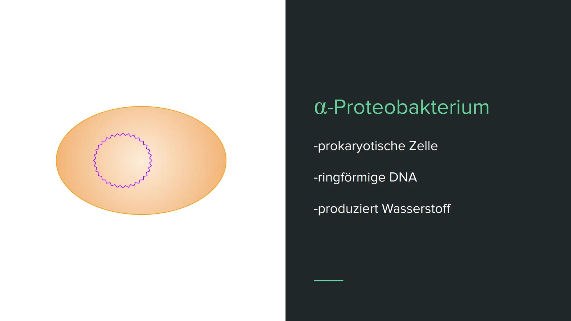 Endosymbiontentheorie Wortklärung
-endo = innen
-Symbiose = Zusammenleben von
Lebewesen mit gegenseitigen Nutzen
Bsp. Clowfische und Anemone