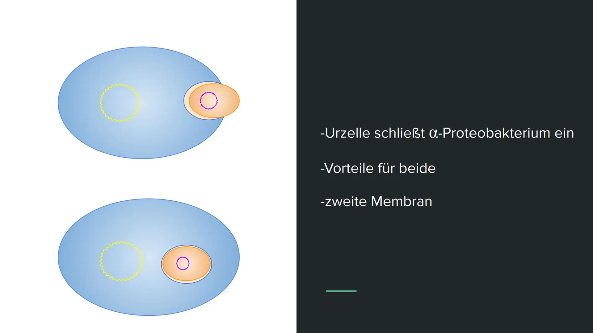 Endosymbiontentheorie Wortklärung
-endo = innen
-Symbiose = Zusammenleben von
Lebewesen mit gegenseitigen Nutzen
Bsp. Clowfische und Anemone