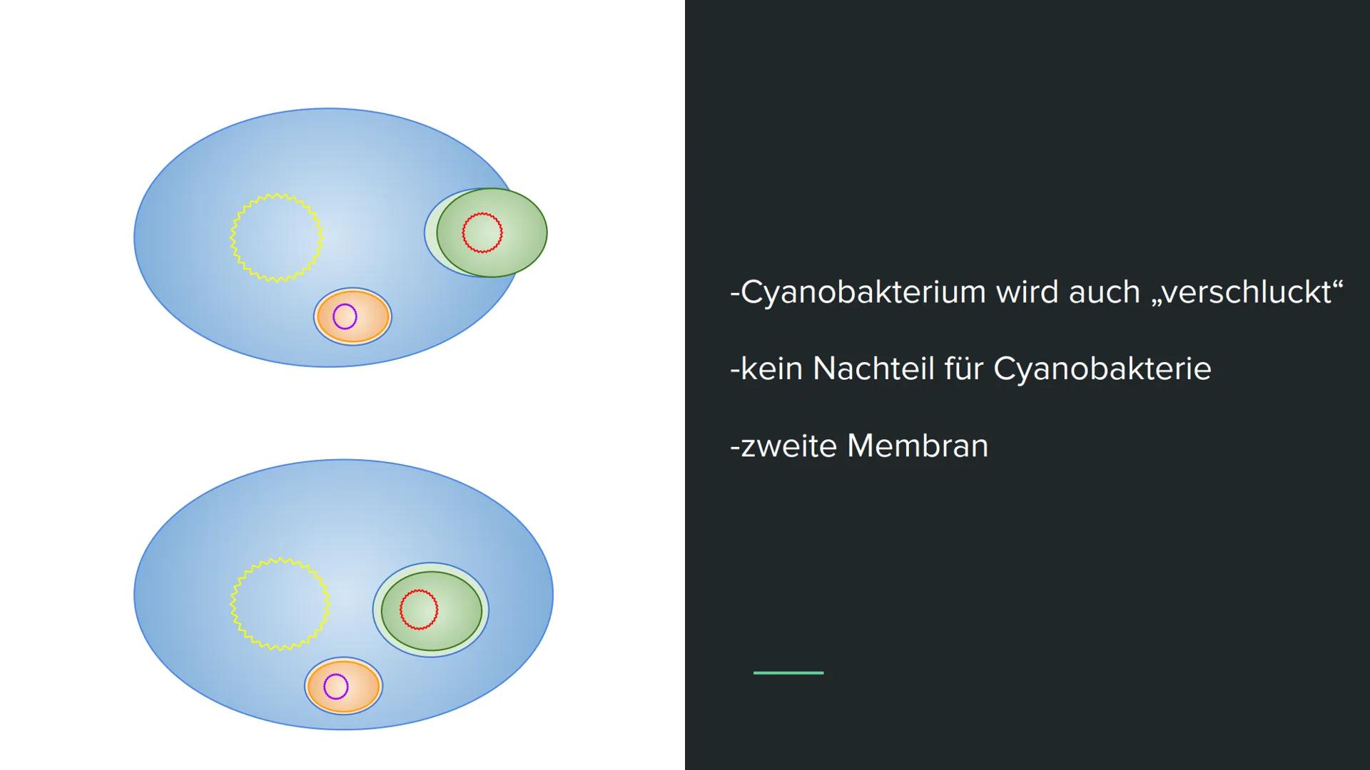 Endosymbiontentheorie Wortklärung
-endo = innen
-Symbiose = Zusammenleben von
Lebewesen mit gegenseitigen Nutzen
Bsp. Clowfische und Anemone
