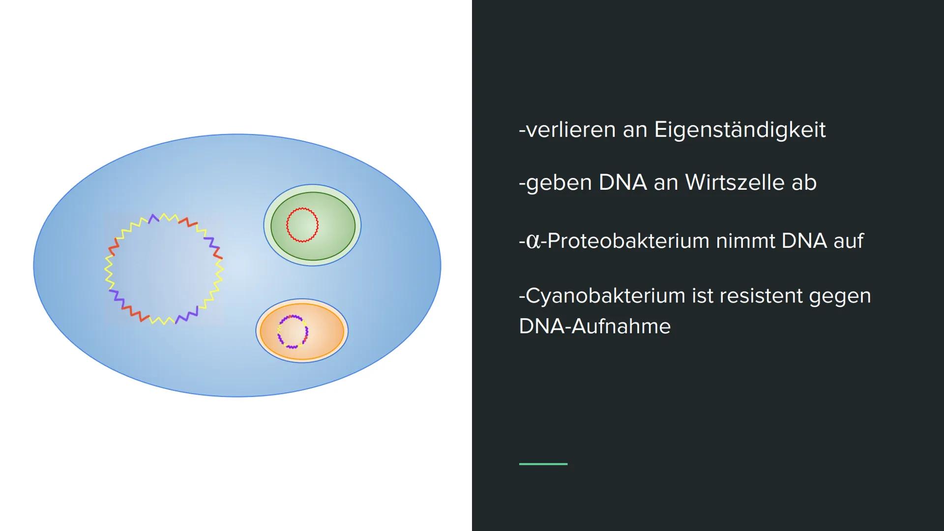 Endosymbiontentheorie Wortklärung
-endo = innen
-Symbiose = Zusammenleben von
Lebewesen mit gegenseitigen Nutzen
Bsp. Clowfische und Anemone