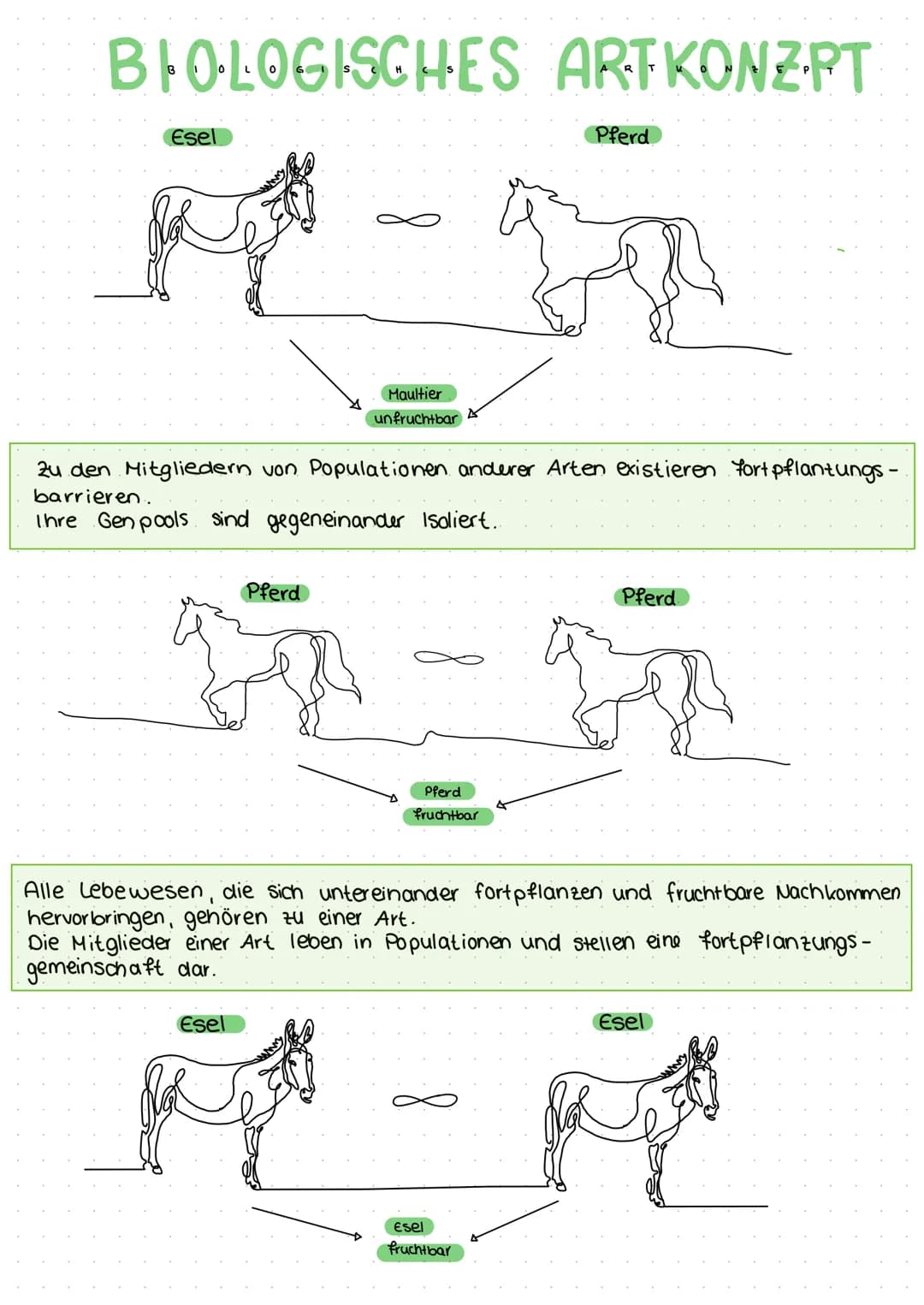 BIOLOGISCHES ARTKONZPT
Esel
4²-ga
Maultier
unfruchtbar
zu den Mitgliedern von Populationen anderer Arten existieren fortpflanzungs-
barriere